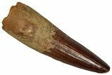 Fossil Spinosaurus Tooth - Real Dinosaur Tooth #355758-1